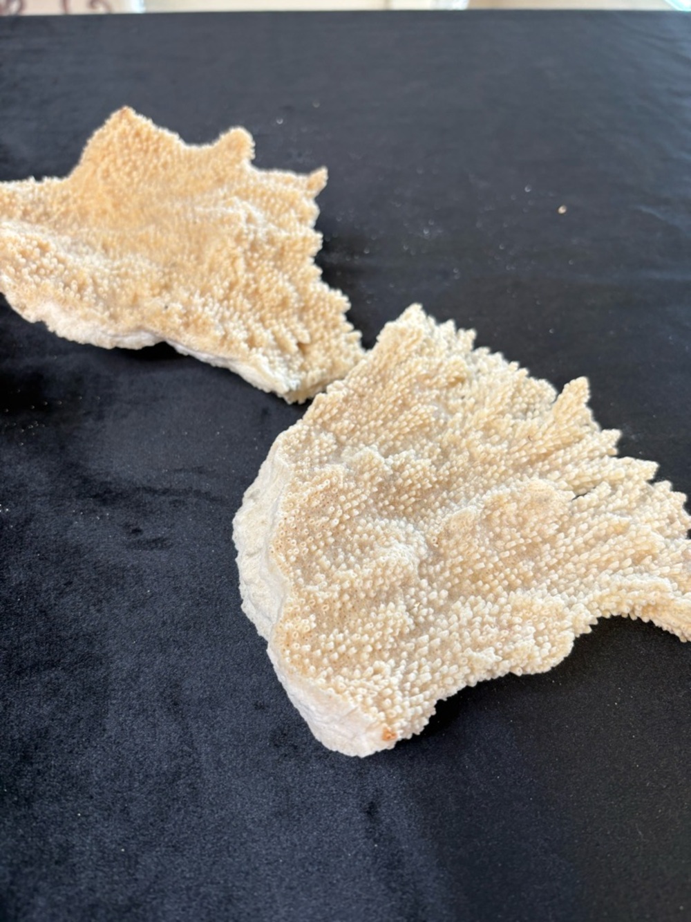 Collectible Natural Starfish and Coral Display - Golden and Cream - Picture 7 of 12